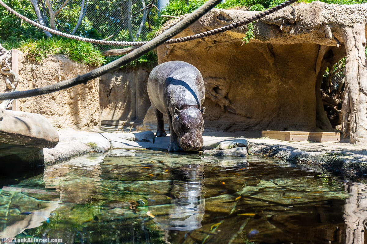 Зоопарк Сан Диего | LookAtIsrael.com - Фото путешествия по Израилю