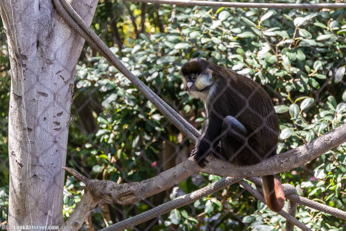 Зоопарк Сан Диего | LookAtIsrael.com - Фото путешествия по Израилю
