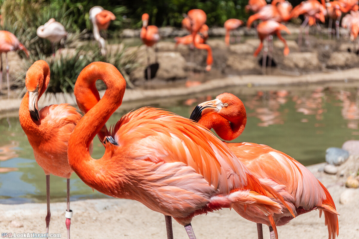 Зоопарк Сан Диего | LookAtIsrael.com - Фото путешествия по Израилю