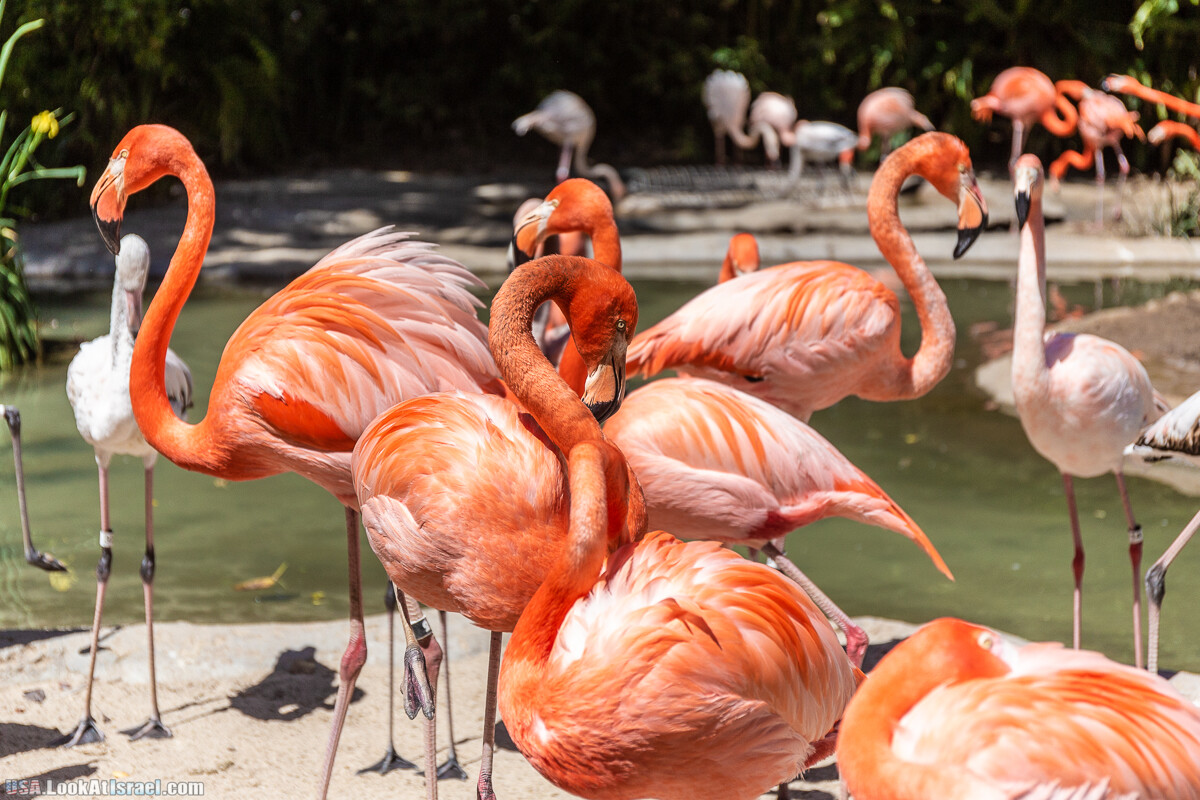 Зоопарк Сан Диего | LookAtIsrael.com - Фото путешествия по Израилю