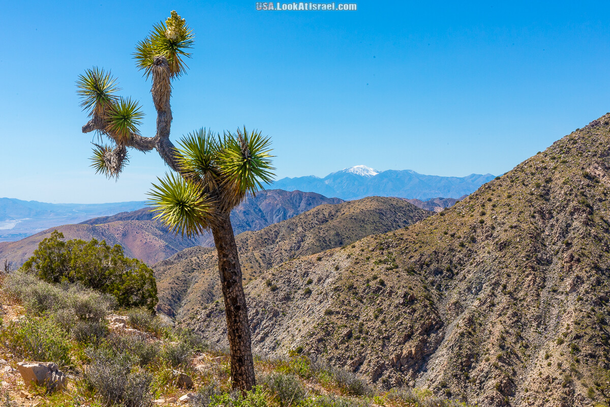 Парк Джошуа три - судьбоносный казус мормонов