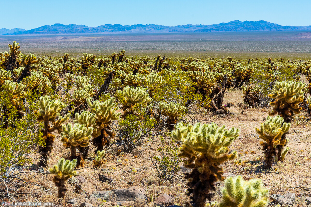 Национальный парк Джошуа Три | Joshua tree National Park | LookAtIsrael.com - Фото путешествия по Израилю
