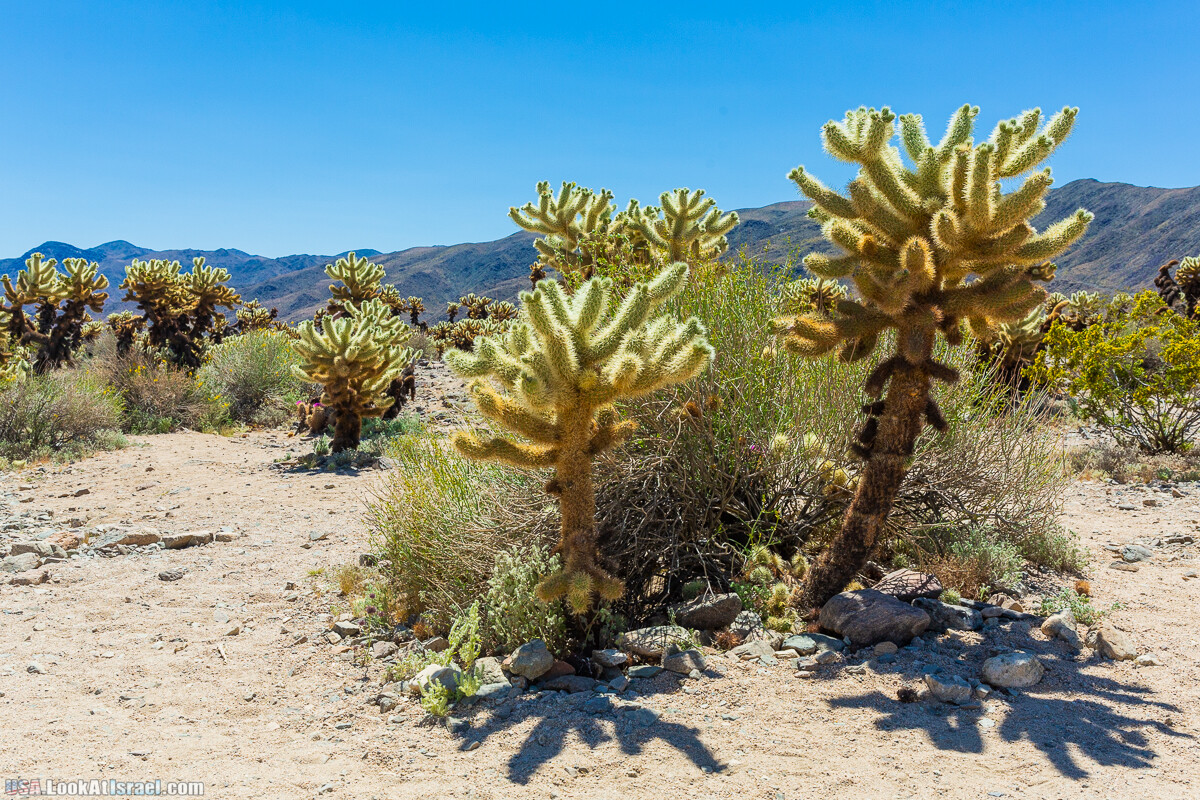 Национальный парк Джошуа Три | Joshua tree National Park | LookAtIsrael.com - Фото путешествия по Израилю