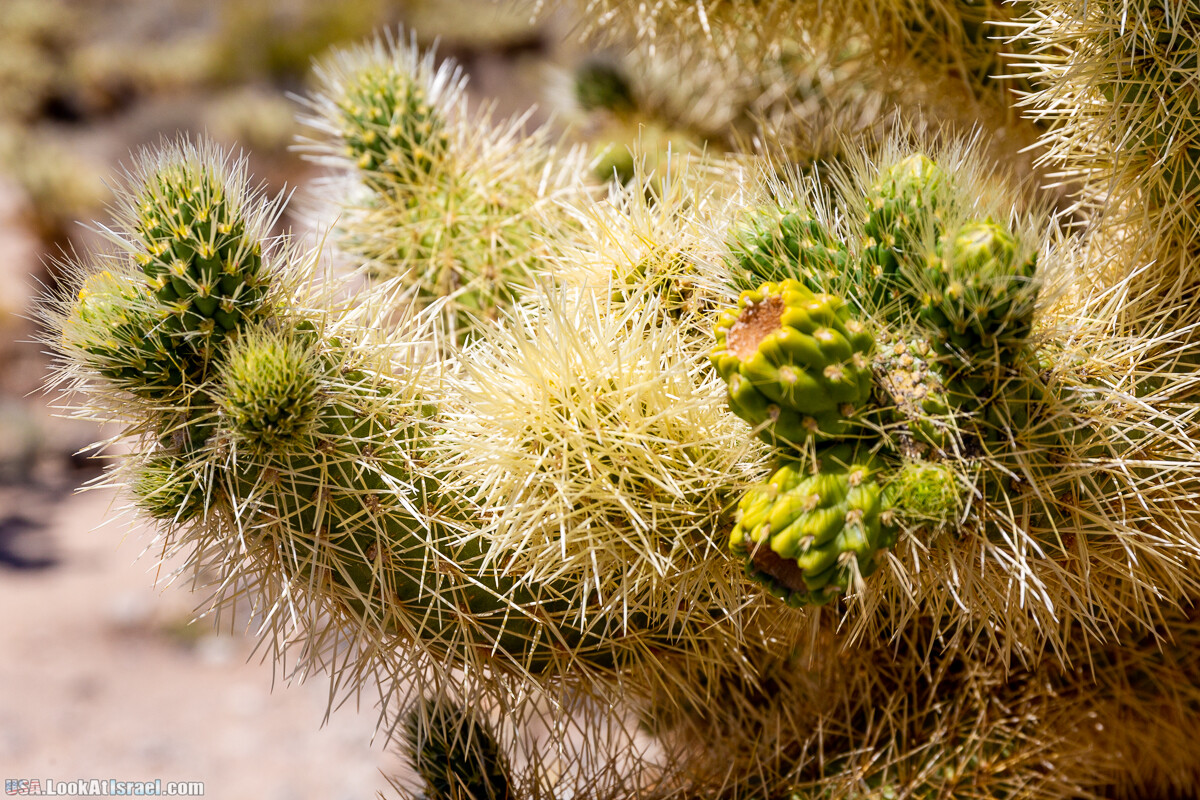 Национальный парк Джошуа Три | Joshua tree National Park | LookAtIsrael.com - Фото путешествия по Израилю