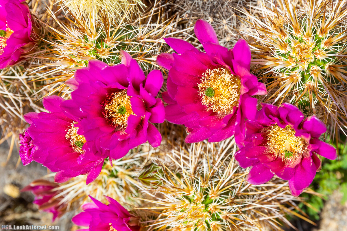 Национальный парк Джошуа Три | Joshua tree National Park | LookAtIsrael.com - Фото путешествия по Израилю