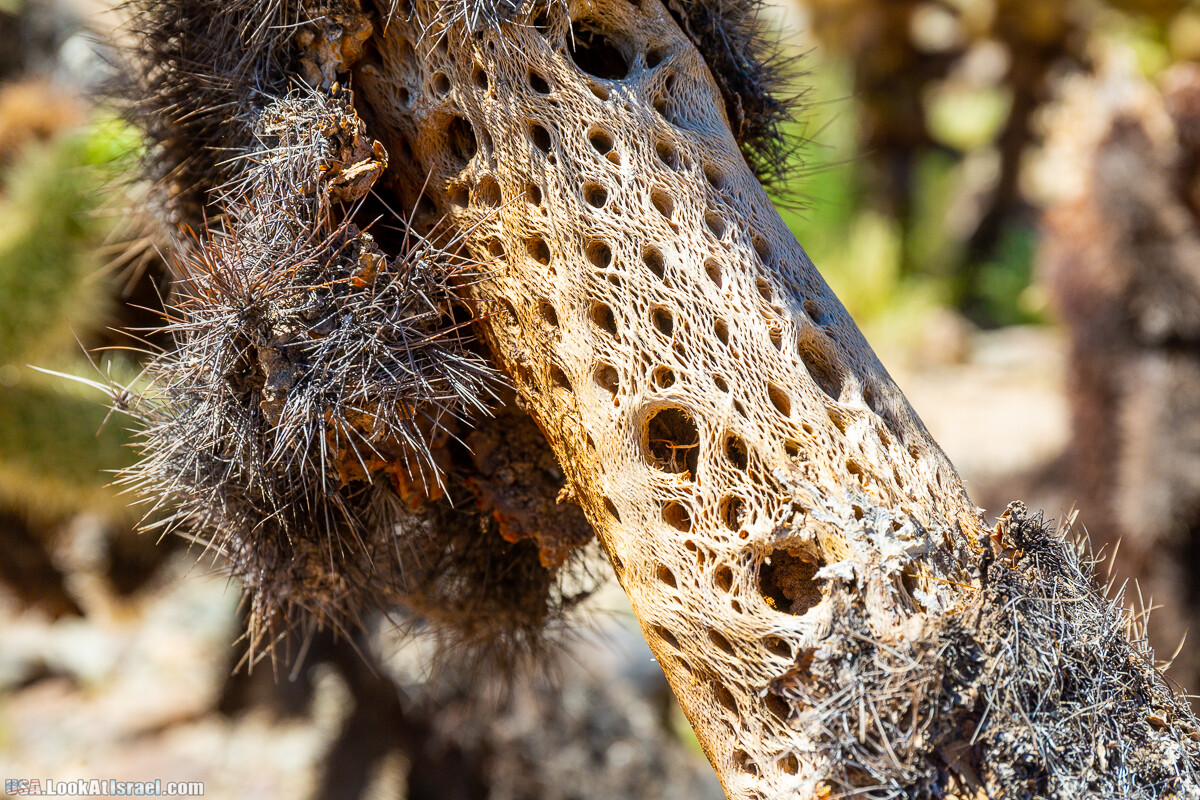 Национальный парк Джошуа Три | Joshua tree National Park | LookAtIsrael.com - Фото путешествия по Израилю