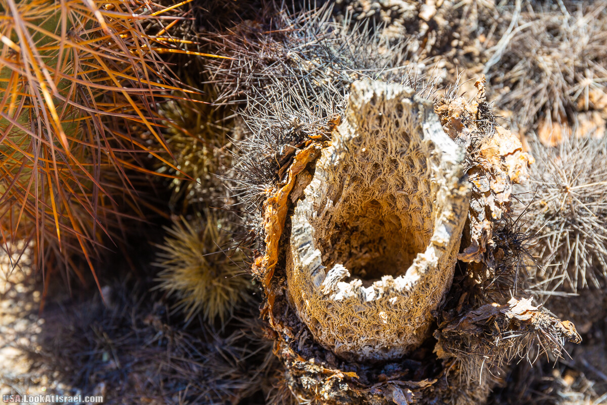 Национальный парк Джошуа Три | Joshua tree National Park | LookAtIsrael.com - Фото путешествия по Израилю