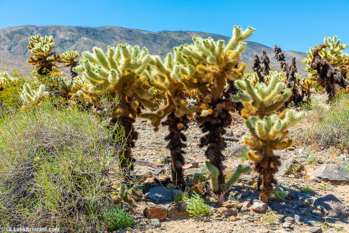 Национальный парк Джошуа Три | Joshua tree National Park | LookAtIsrael.com - Фото путешествия по Израилю