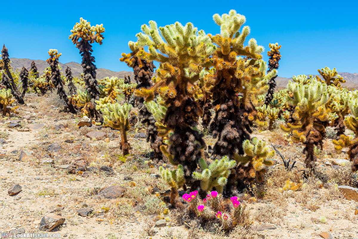 Национальный парк Джошуа Три | Joshua tree National Park | LookAtIsrael.com - Фото путешествия по Израилю