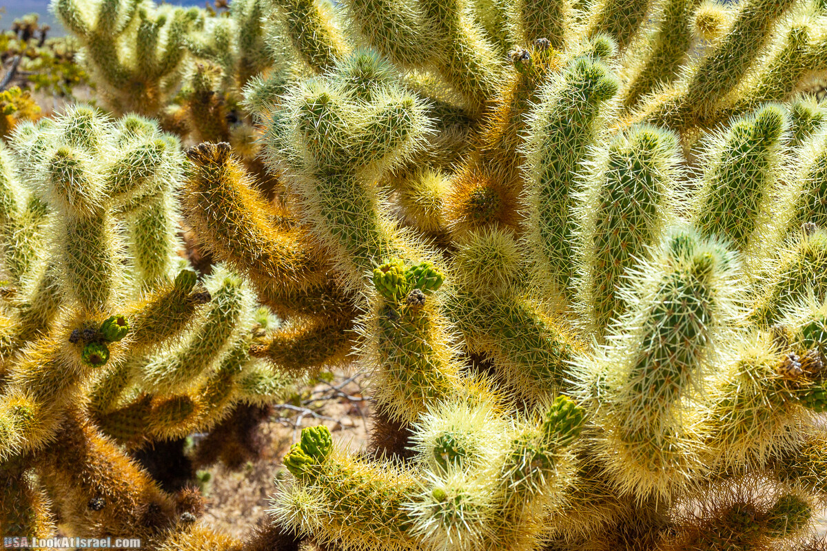 Национальный парк Джошуа Три | Joshua tree National Park | LookAtIsrael.com - Фото путешествия по Израилю