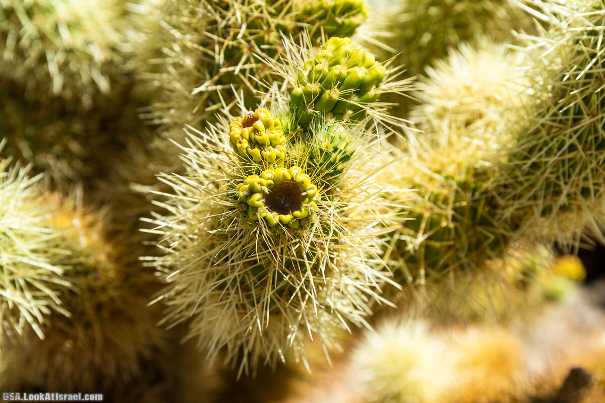 Национальный парк Джошуа Три | Joshua tree National Park | LookAtIsrael.com - Фото путешествия по Израилю