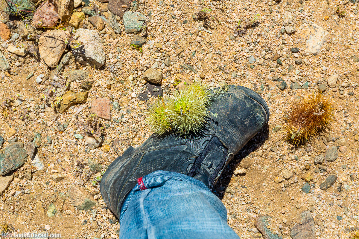 Национальный парк Джошуа Три | Joshua tree National Park | LookAtIsrael.com - Фото путешествия по Израилю