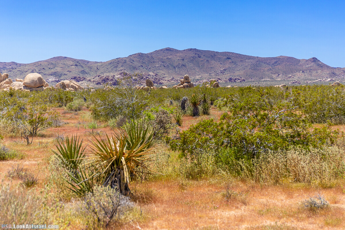 Национальный парк Джошуа Три | Joshua tree National Park | LookAtIsrael.com - Фото путешествия по Израилю
