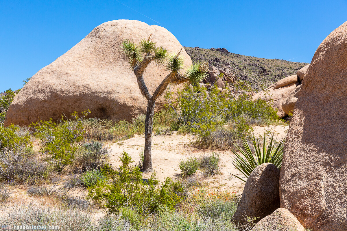 Национальный парк Джошуа Три | Joshua tree National Park | LookAtIsrael.com - Фото путешествия по Израилю
