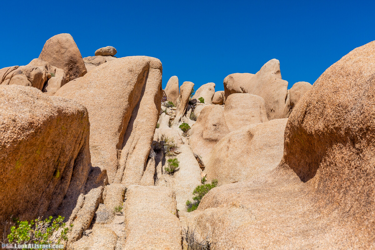 Национальный парк Джошуа Три | Joshua tree National Park | LookAtIsrael.com - Фото путешествия по Израилю