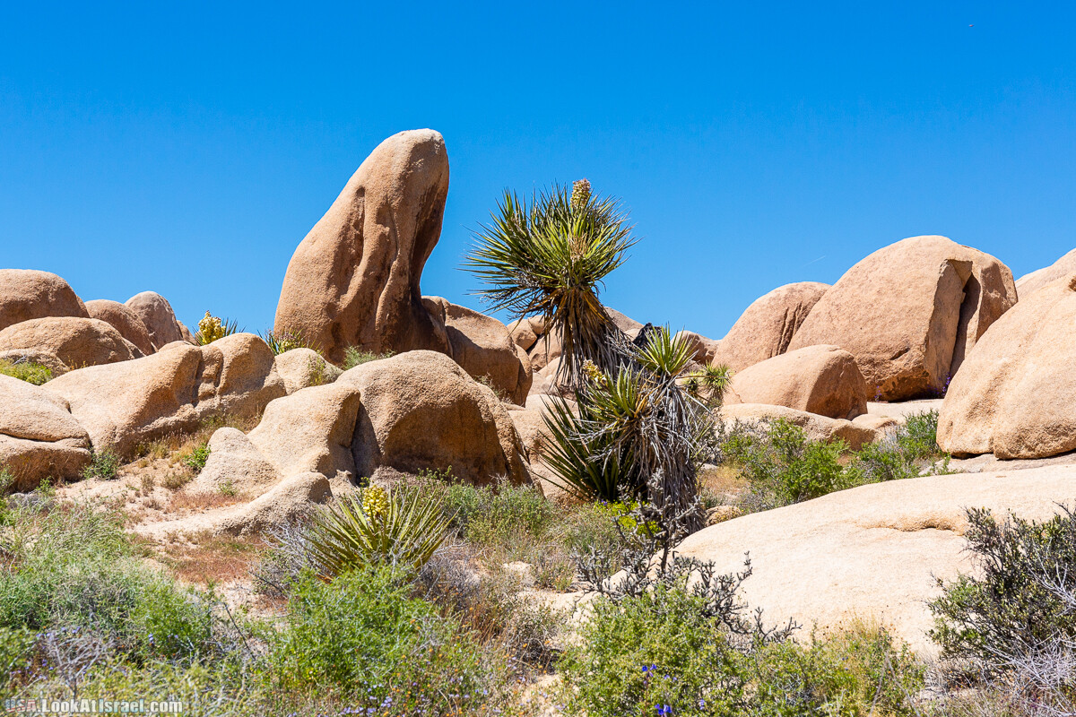 Национальный парк Джошуа Три | Joshua tree National Park | LookAtIsrael.com - Фото путешествия по Израилю