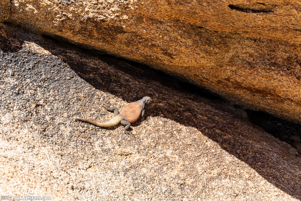 Национальный парк Джошуа Три | Joshua tree National Park | LookAtIsrael.com - Фото путешествия по Израилю