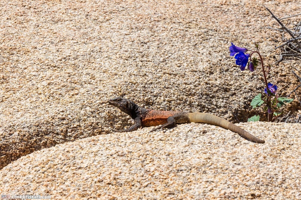 Национальный парк Джошуа Три | Joshua tree National Park | LookAtIsrael.com - Фото путешествия по Израилю