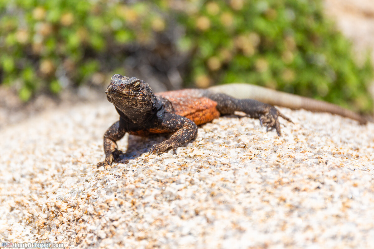 Национальный парк Джошуа Три | Joshua tree National Park | LookAtIsrael.com - Фото путешествия по Израилю