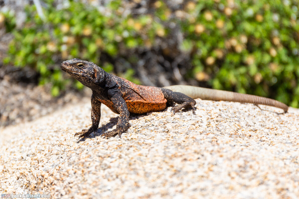 Национальный парк Джошуа Три | Joshua tree National Park | LookAtIsrael.com - Фото путешествия по Израилю
