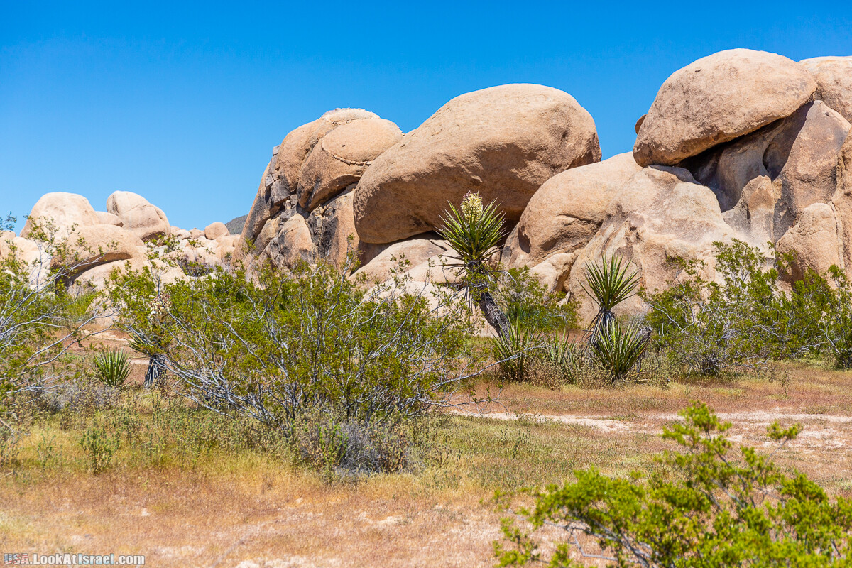 Национальный парк Джошуа Три | Joshua tree National Park | LookAtIsrael.com - Фото путешествия по Израилю