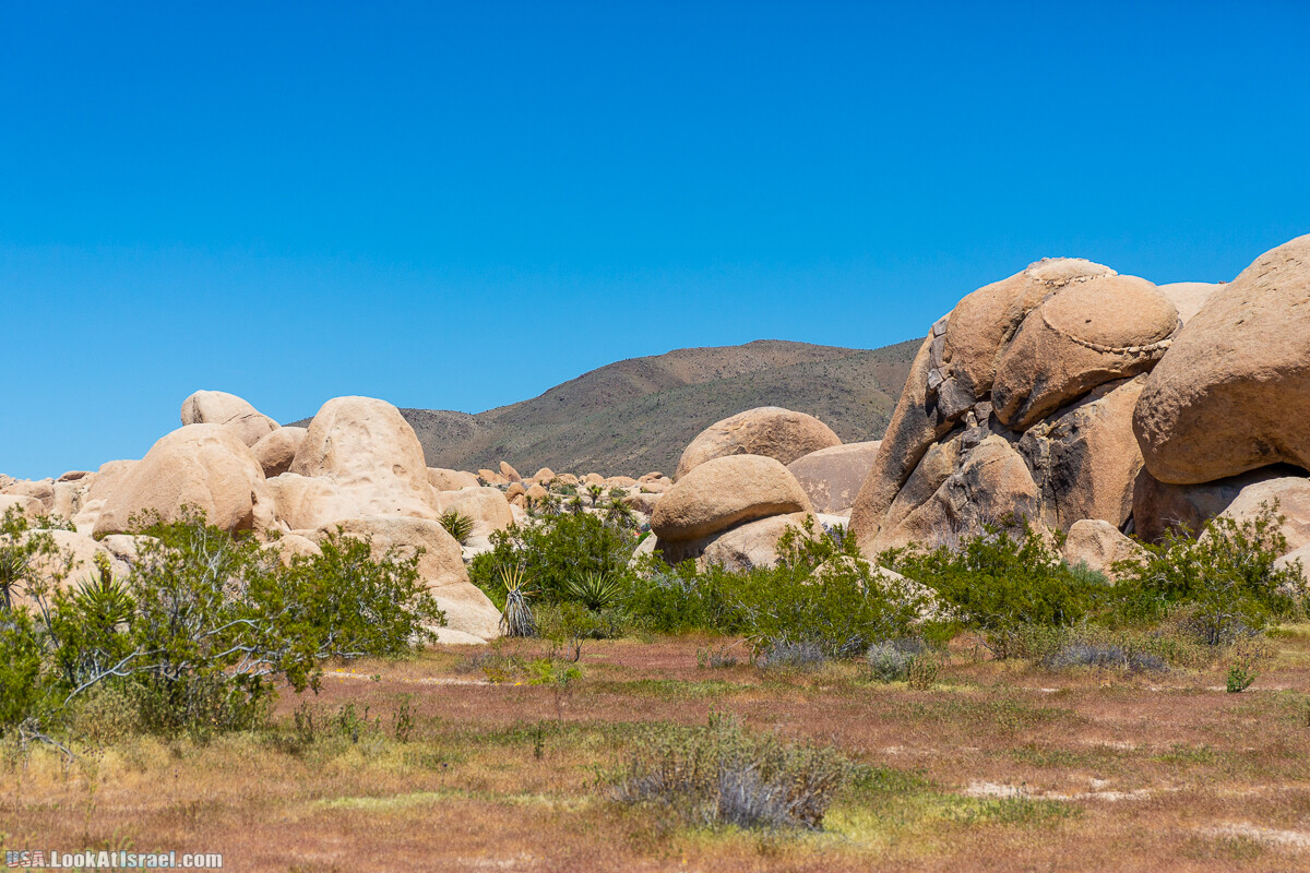 Национальный парк Джошуа Три | Joshua tree National Park | LookAtIsrael.com - Фото путешествия по Израилю