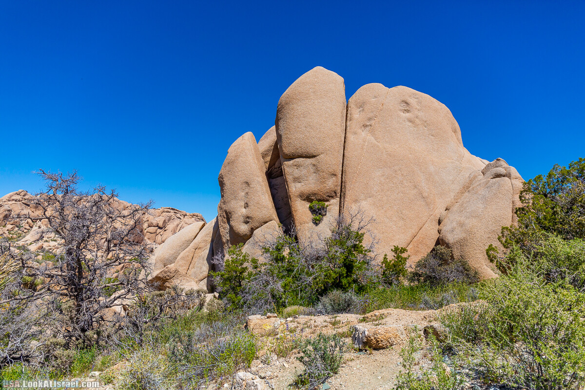 Национальный парк Джошуа Три | Joshua tree National Park | LookAtIsrael.com - Фото путешествия по Израилю