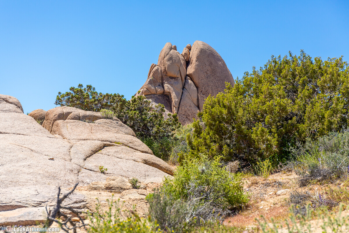 Национальный парк Джошуа Три | Joshua tree National Park | LookAtIsrael.com - Фото путешествия по Израилю