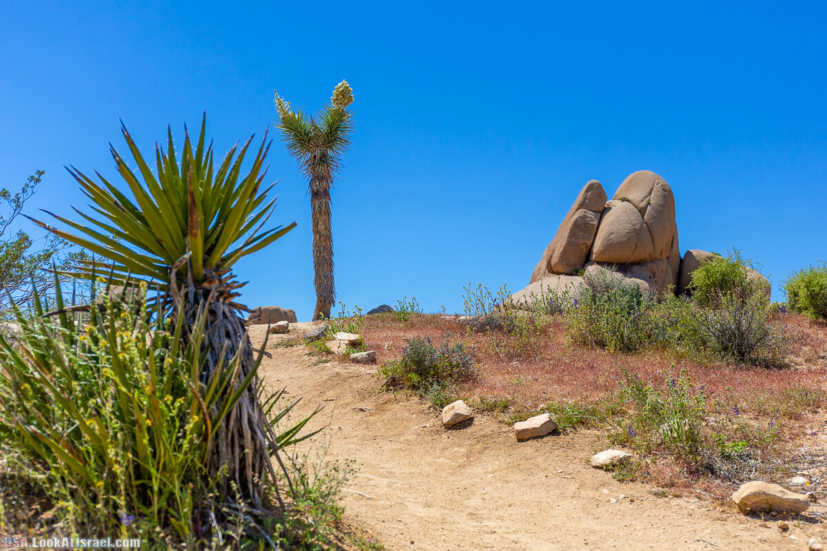 Национальный парк Джошуа Три | Joshua tree National Park | LookAtIsrael.com - Фото путешествия по Израилю