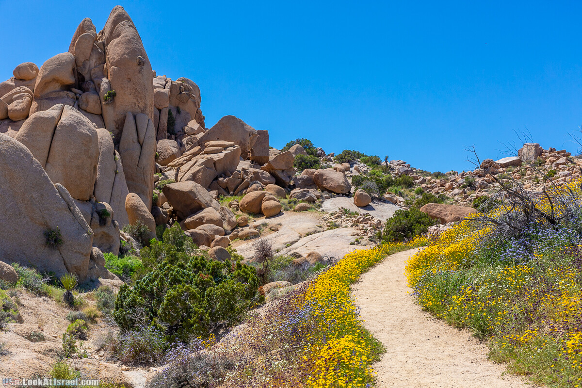 Национальный парк Джошуа Три | Joshua tree National Park | LookAtIsrael.com - Фото путешествия по Израилю