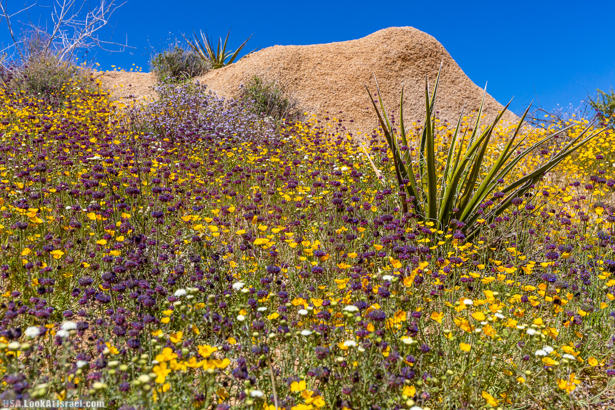 Национальный парк Джошуа Три | Joshua tree National Park | LookAtIsrael.com - Фото путешествия по Израилю