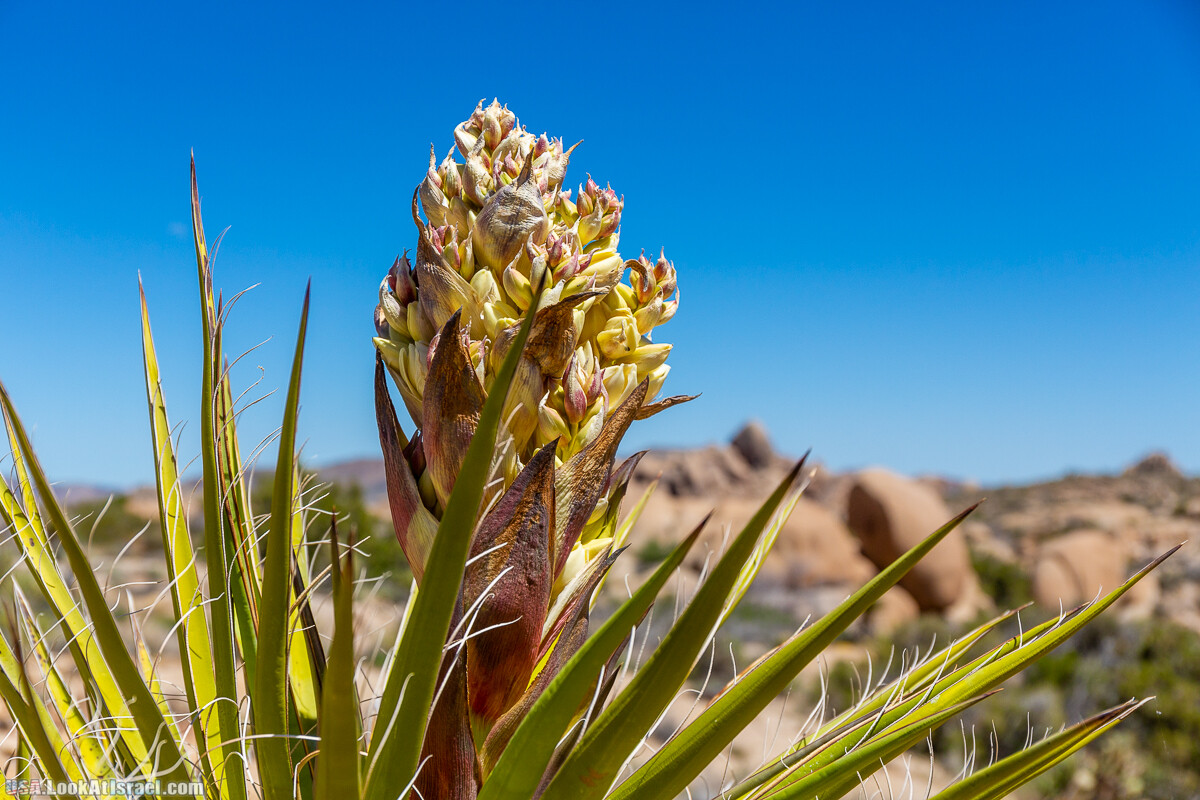 Национальный парк Джошуа Три | Joshua tree National Park | LookAtIsrael.com - Фото путешествия по Израилю