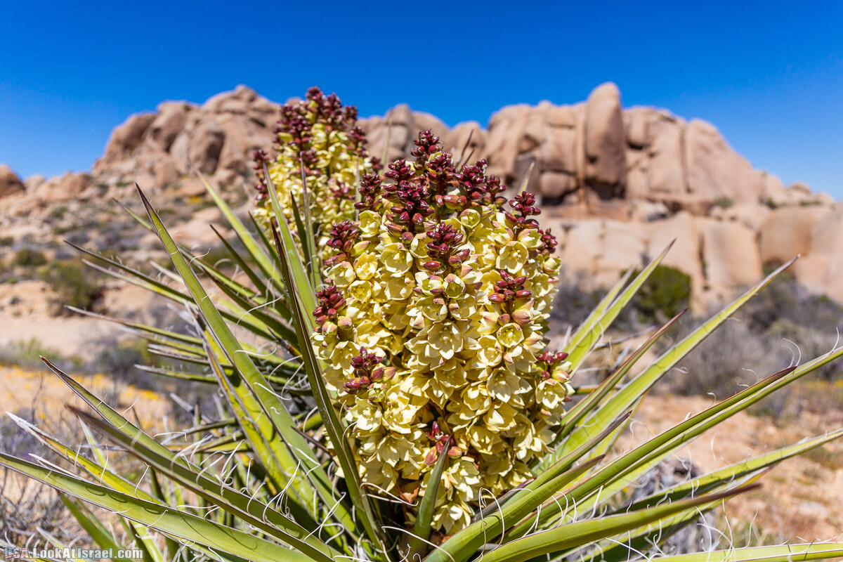 Национальный парк Джошуа Три | Joshua tree National Park | LookAtIsrael.com - Фото путешествия по Израилю