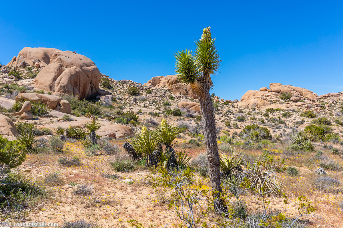 Национальный парк Джошуа Три | Joshua tree National Park | LookAtIsrael.com - Фото путешествия по Израилю
