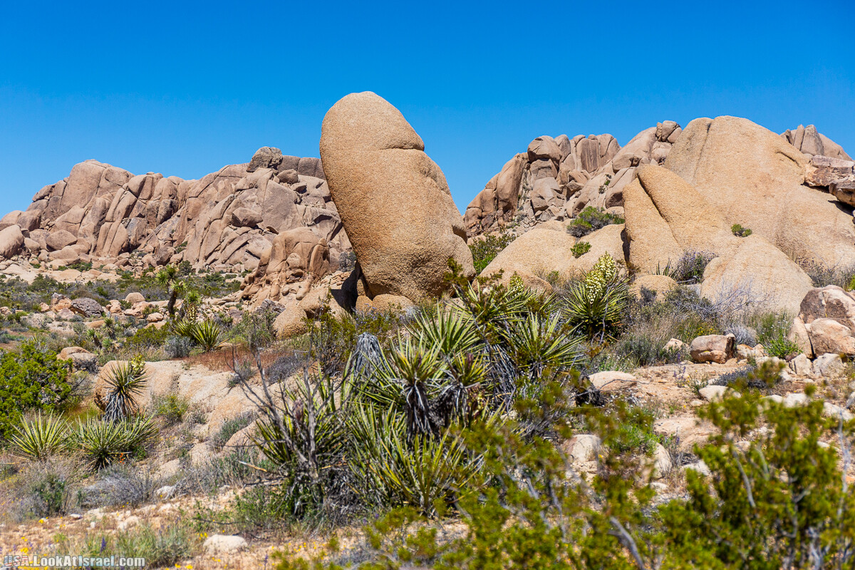 Национальный парк Джошуа Три | Joshua tree National Park | LookAtIsrael.com - Фото путешествия по Израилю