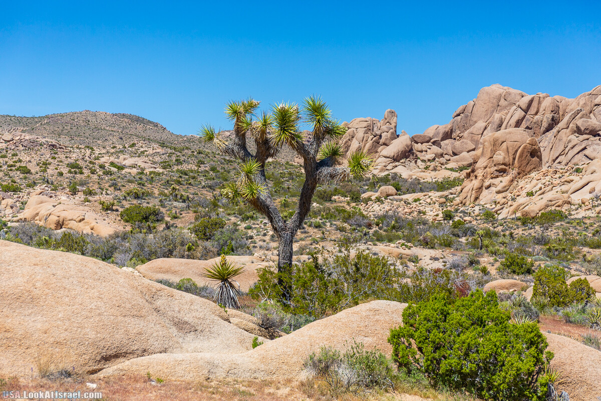 Национальный парк Джошуа Три | Joshua tree National Park | LookAtIsrael.com - Фото путешествия по Израилю