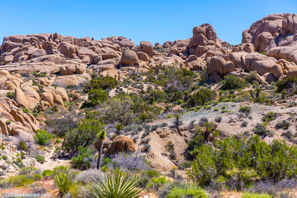 Национальный парк Джошуа Три | Joshua tree National Park | LookAtIsrael.com - Фото путешествия по Израилю