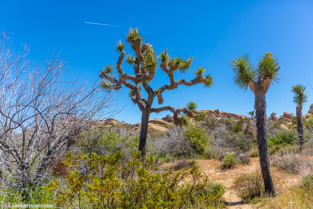 Национальный парк Джошуа Три | Joshua tree National Park | LookAtIsrael.com - Фото путешествия по Израилю
