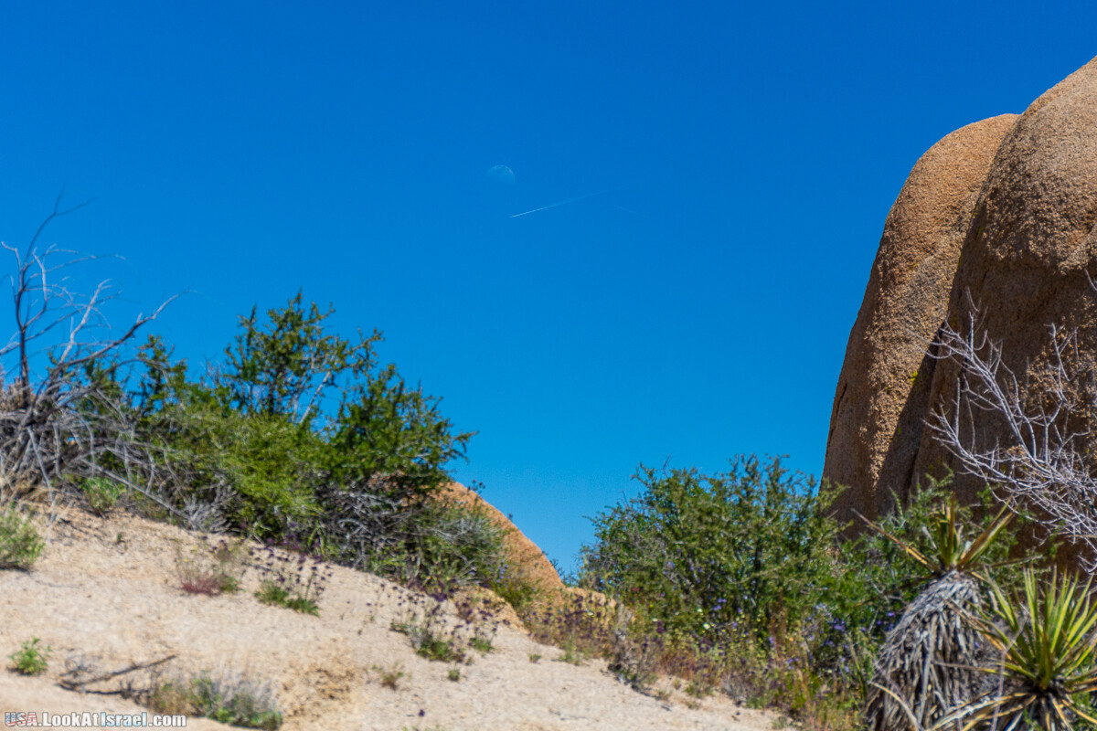 Национальный парк Джошуа Три | Joshua tree National Park | LookAtIsrael.com - Фото путешествия по Израилю