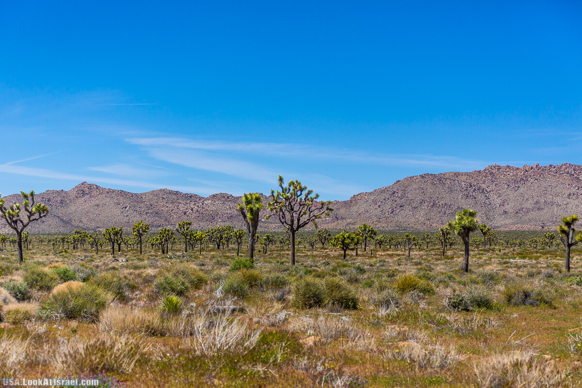 Национальный парк Джошуа Три | Joshua tree National Park | LookAtIsrael.com - Фото путешествия по Израилю