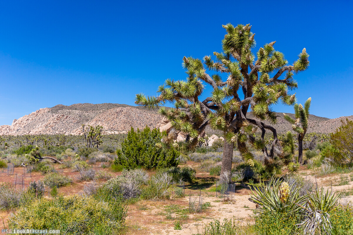 Национальный парк Джошуа Три | Joshua tree National Park | LookAtIsrael.com - Фото путешествия по Израилю