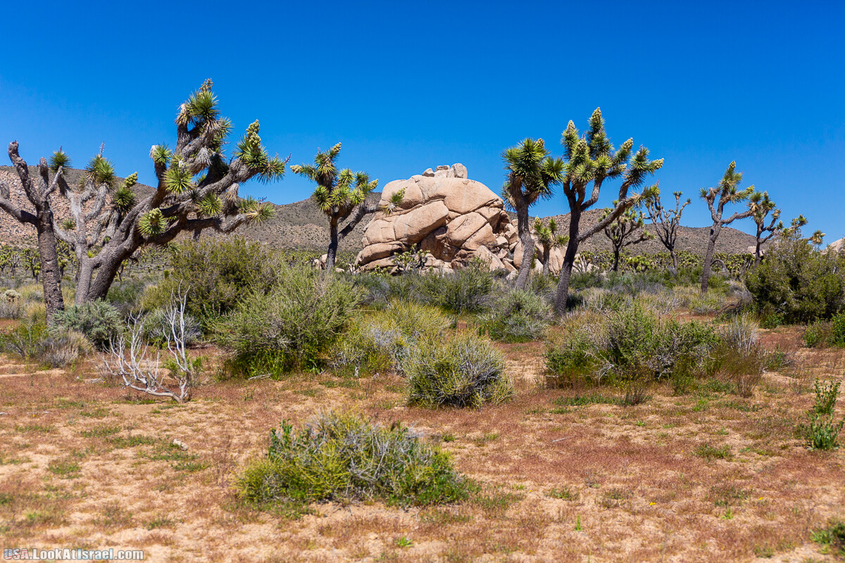Национальный парк Джошуа Три | Joshua tree National Park | LookAtIsrael.com - Фото путешествия по Израилю