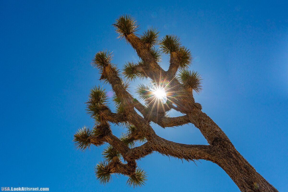 Национальный парк Джошуа Три | Joshua tree National Park | LookAtIsrael.com - Фото путешествия по Израилю