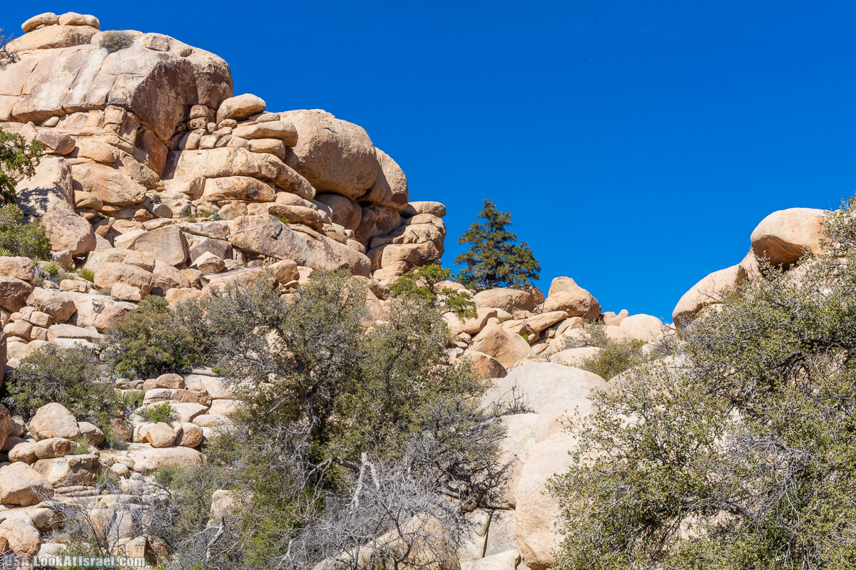 Национальный парк Джошуа Три | Joshua tree National Park | LookAtIsrael.com - Фото путешествия по Израилю