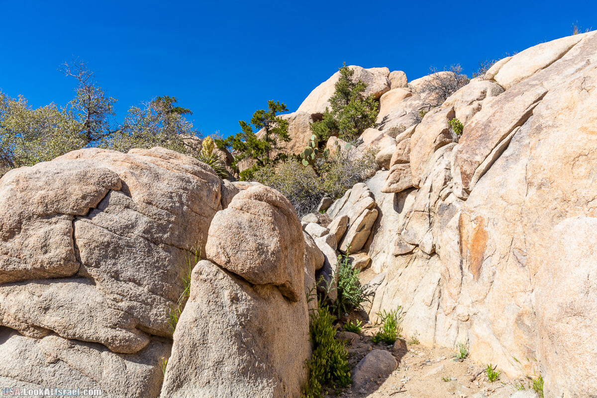Национальный парк Джошуа Три | Joshua tree National Park | LookAtIsrael.com - Фото путешествия по Израилю