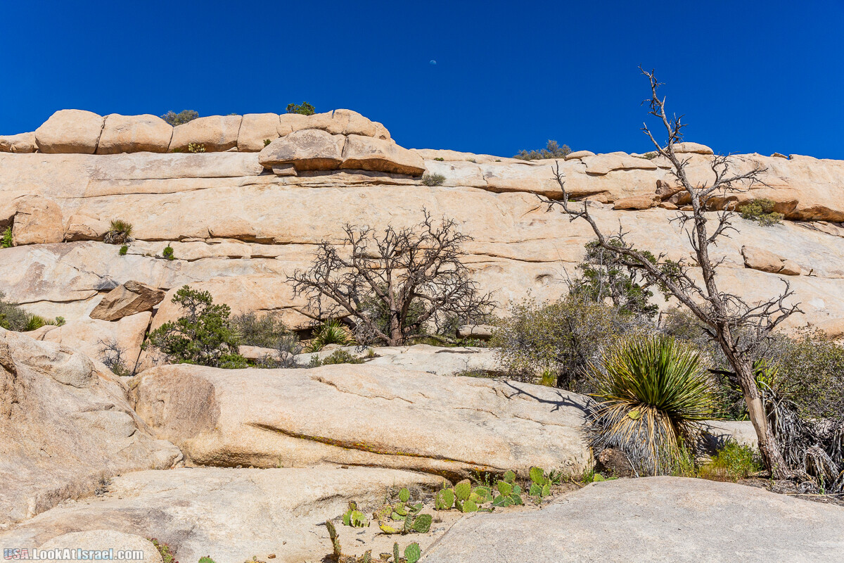 Национальный парк Джошуа Три | Joshua tree National Park | LookAtIsrael.com - Фото путешествия по Израилю