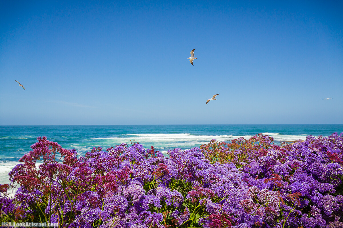 Сан Диего | LookAtIsrael.com - Фото путешествия по Израилю