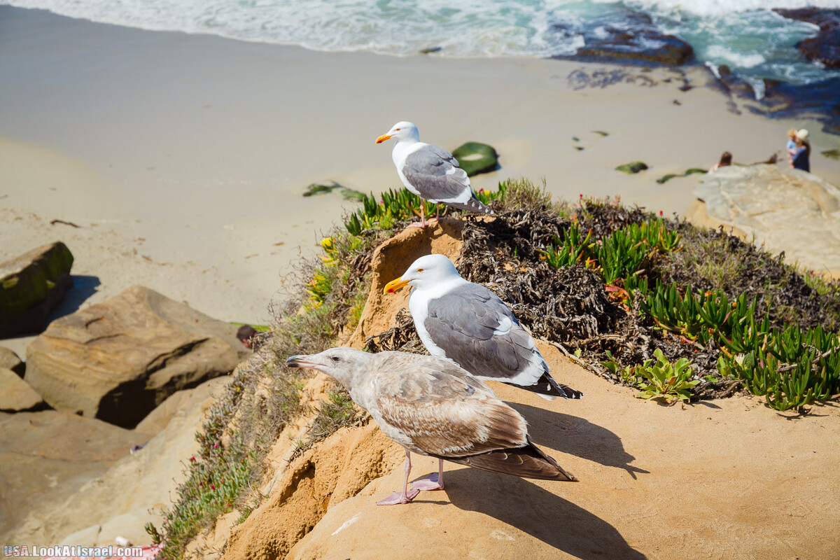Сан Диего | LookAtIsrael.com - Фото путешествия по Израилю