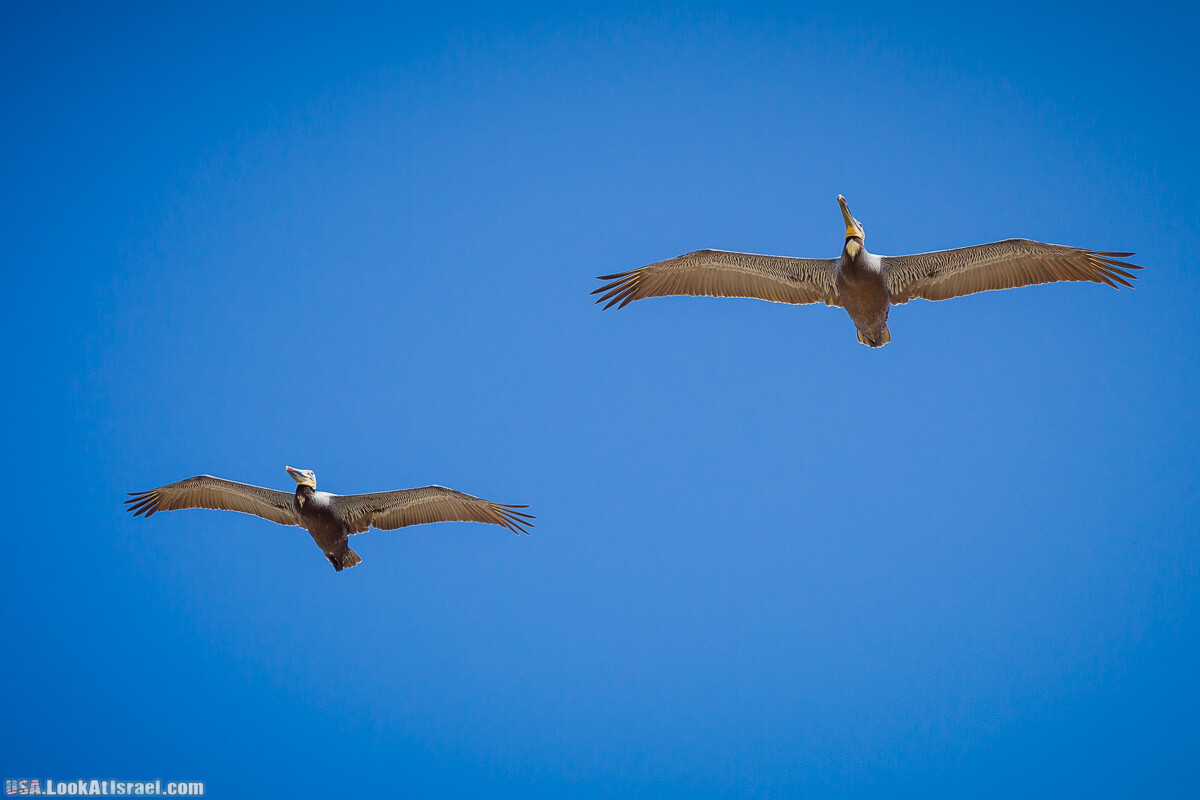 Сан Диего | LookAtIsrael.com - Фото путешествия по Израилю