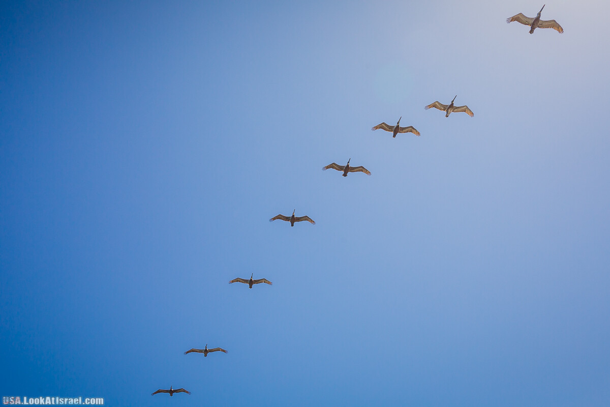 Сан Диего | LookAtIsrael.com - Фото путешествия по Израилю